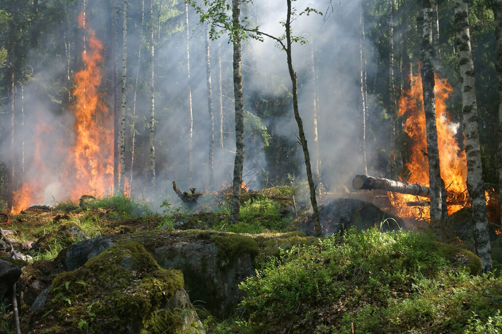 Claims losses from massive wildfires top $3 billion fire jungle