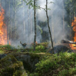 Claims losses from massive wildfires top $3 billion fire jungle