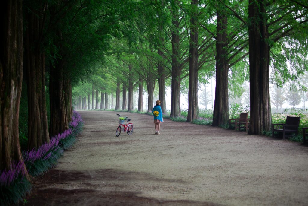A lonely traveler with a bicycle standing on a peaceful path lined with tall Metasequoia trees in rural Korea