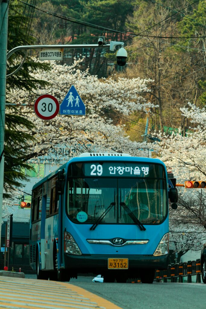 A light blue local city bus heading to Anchang Village driving on a narrow road lined with blooming cherry blossom trees in rural South Korea